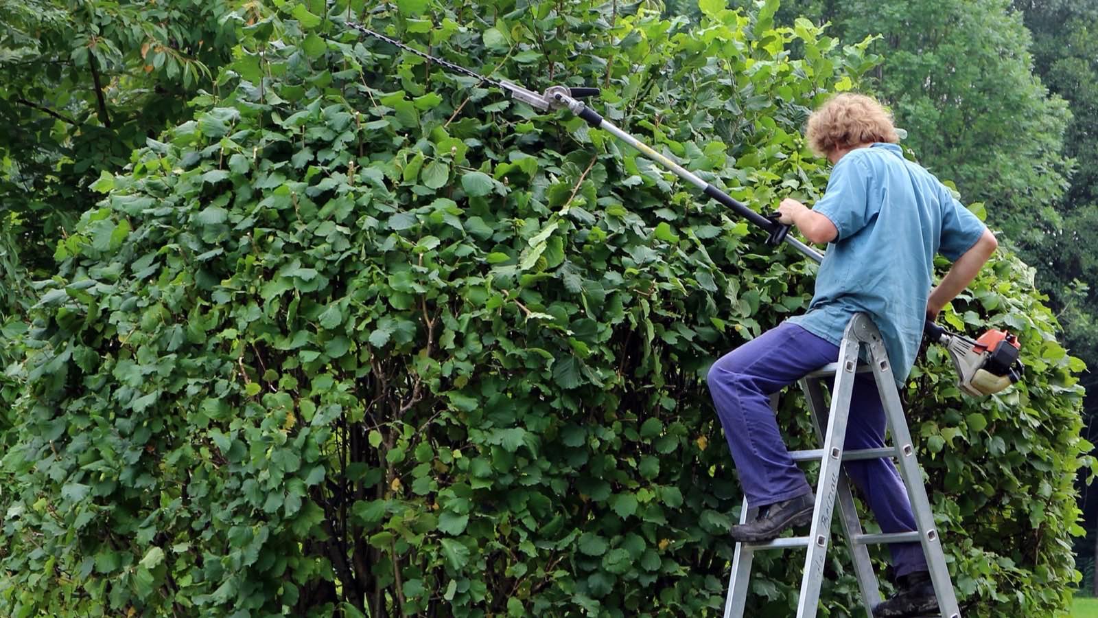 A gardener trimming a hedge