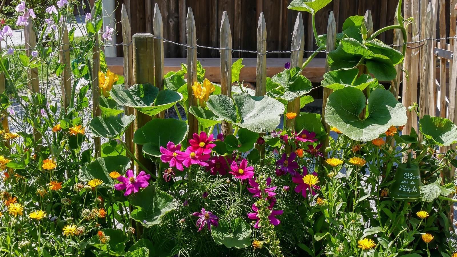 A planted garden border with mixed shrubs and flowers
