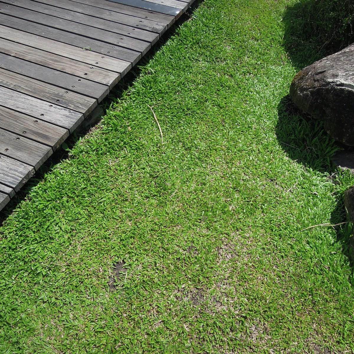 Garden decking beside a lawn