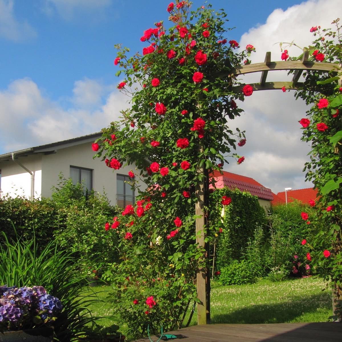 A rose-covered garden arch